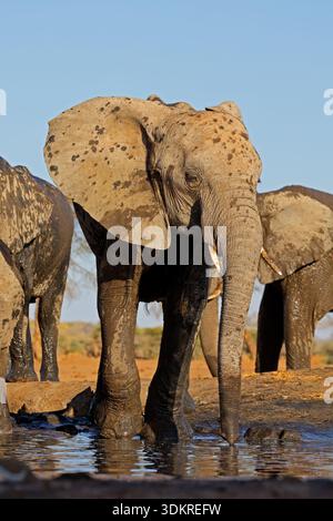 Un grand éléphant d'Afrique (Loxodonta africana) à un point d'eau, Botswana Banque D'Images