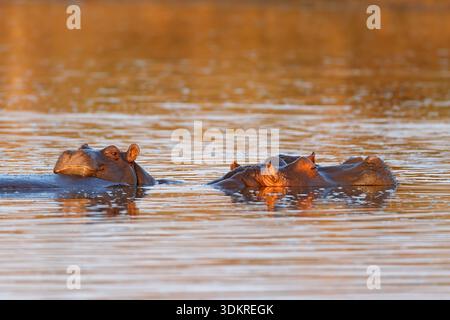 Hippopotame (Hippopotamus amphibius) submergé dans l'eau, parc national Kruger, Afrique du Sud Banque D'Images