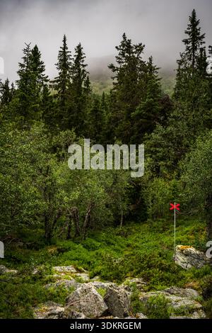 Un panneau de la Croix-Rouge marque un sentier de randonnée à travers la nature verte fraîche de Dalarna Suède. Les bouleaux et les épinettes entourent les terrains rocheux sous les nuages et le brouillard Banque D'Images