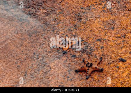 Une vue franche et rapprochée de deux étoiles de mer à boutons orange et brunes (Protoreaster nodosus) sur une roche texturée près d'une eau claire peu profonde sur une plage. Banque D'Images