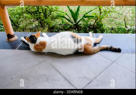 Une vue arrière de chat solitaire reposant confortablement sur le sol public Banque D'Images