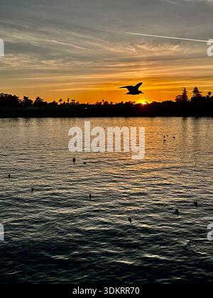 Mouette Silhouette survolant l'océan au coucher du soleil Banque D'Images