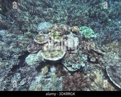 Vue de Corail dans le récif de Raja Ampat, une destination touristique renommée, Papouasie occidentale, Indonésie Banque D'Images