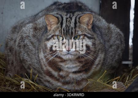 Chat de la forêt de l'amour (Prionailurus Felis bengalensis euptilura), le chat de la forêt d'extrême-Orient est une sous-espèce nordique du léopard du Bengale Cat. Petit tigre Banque D'Images