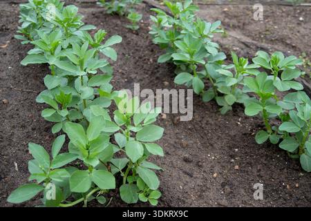 Rangées de jeunes plantes Vicia faba, communément appelées fève, fève Fava ou fève faba, poussant dans un potager biologique. Culte de légumineuses sain Banque D'Images