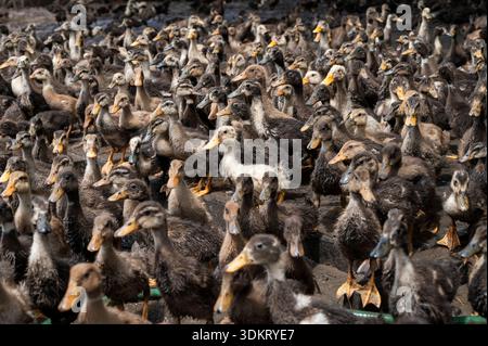 TAMIL NADU, INDE - octobre 2025 - ferme de canards Banque D'Images