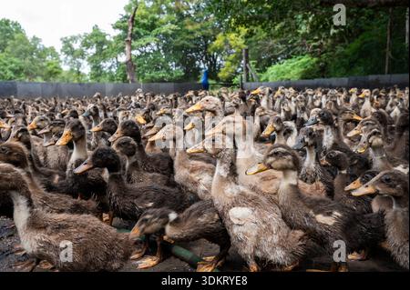 TAMIL NADU, INDE - octobre 2025 - ferme de canards Banque D'Images