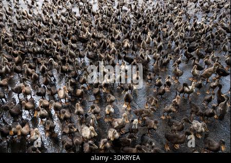 TAMIL NADU, INDE - octobre 2025 - ferme de canards Banque D'Images