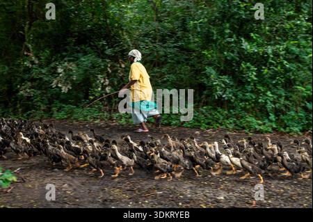 TAMIL NADU, INDE - octobre 2025 - ferme de canards Banque D'Images