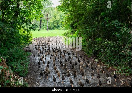 TAMIL NADU, INDE - octobre 2025 - ferme de canards Banque D'Images