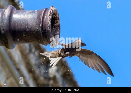 Swift commun (Apus apus), vue latérale d'un adulte sortant d'un trou, Basilicate, Italie Banque D'Images