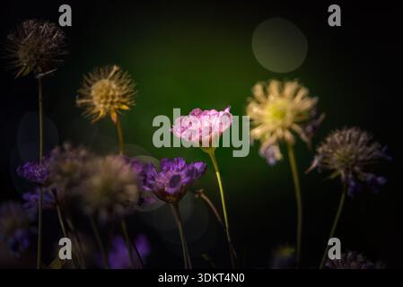 Délicate fleur sauvage illuminée dans une photo de style macro lumière nocturne douce représentant une fleur sauvage rose Banque D'Images