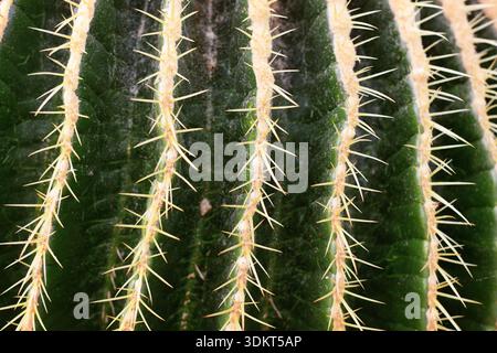 Gros plan des épines de la plante de cactus en baril géant 'Echinocactus Platyacanthus' Banque D'Images