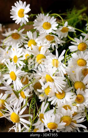 Fleurs fraîches en pâquerettes blanches avec des centres jaune vif rassemblées des tiges vertes naturelles dans le jardin extérieur, en plein air, au printemps et en été Banque D'Images