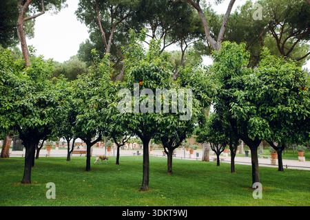 Orangers dans le parc romain, Italie, Rome Banque D'Images