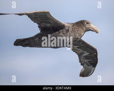 Pétrel géant du Sud (Macronectes giganteus) en vol, Antarctique, février Banque D'Images