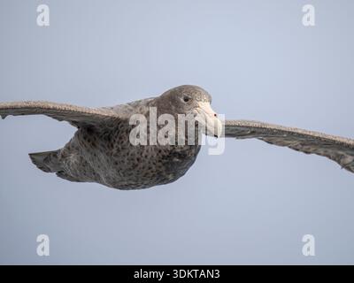 Pétrel géant du Sud (Macronectes giganteus) en vol, Antarctique, février Banque D'Images