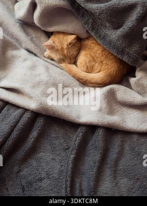Chat au gingembre dormant dans des couvertures grises douces, portrait en gros plan vertical Banque D'Images