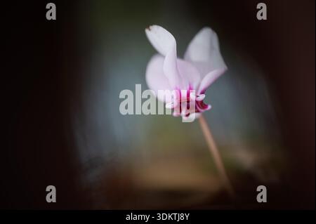 Gros plan de fleur de cyclamen rose avec fond doux rêveur, Nouvelle-Aquitaine, France Banque D'Images