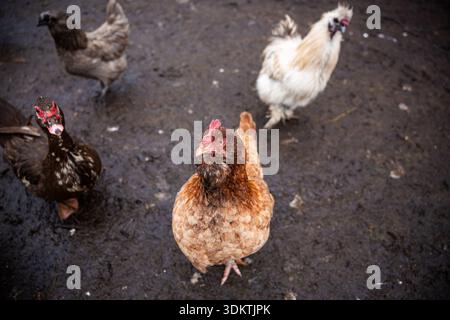 Une poule brune regarde directement la caméra sur un sol humide et inégal. D'autres poulets, y compris un coq blanc, sont dispersés en arrière-plan à l'extérieur. Banque D'Images