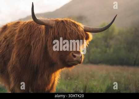 Vue d'une magnifique vache Highland, son pelage déchiqueté s'agitant dans la lumière douce et diffuse du soleil, debout majestueusement dans un champ écossais verdoyant, Dalmally, Banque D'Images