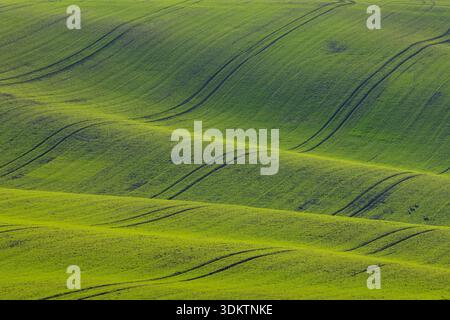 Champs verts formant des collines et des courbes, avec des pistes de tracteur montrant une utilisation agricole Banque D'Images