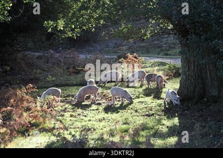 Les porcs se nourrissent de glands pendant la saison pannage Parc national New Forest Hampshire Angleterre Banque D'Images