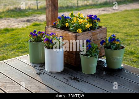 Une terrasse en bois présente des fleurs en pot vibrantes, une boîte de jardinière en bois rustique et des pots étiquetés. Un champ herbeux, un chemin de terre et une clôture sont dans le backgr Banque D'Images