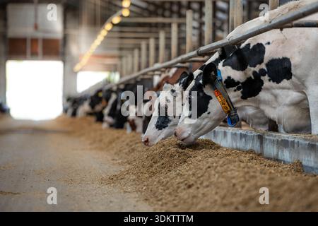 Les vaches Holstein mangent dans une auge dans une étable laitière moderne avec des balustrades métalliques, un éclairage aérien et des colliers d'identification pour la surveillance. Banque D'Images