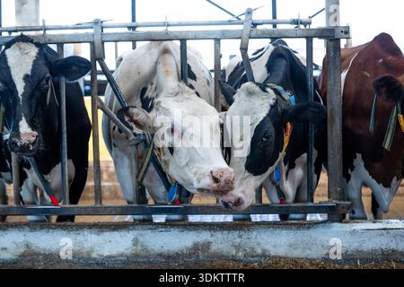 Groupe de vaches laitières avec des motifs noirs et blancs et des manteaux bruns derrière des barrières alimentaires métalliques sur une base en béton dans un environnement agricole contrôlé. Banque D'Images