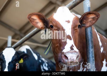 Une vache brune et blanche avec des marques faciales se tient dans une grange, portant une étiquette et une sangle. Une vache noire et blanche est partiellement visible dans l'ensemble contrôlé Banque D'Images