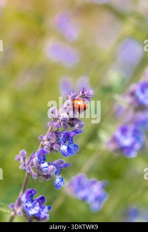 Une coccinelle rouge repose sur une tige de fleur violette avec des bourgeons et des pétales en fleurs. Le fond flou vert et violet met en valeur le déta insecte et floral Banque D'Images