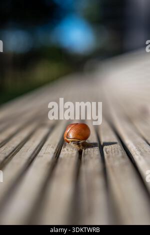 Un petit escargot avec une coquille brun rougeâtre repose sur une surface en bois avec des rainures parallèles. L'arrière-plan est légèrement flou avec des tons verts et bleus. Banque D'Images