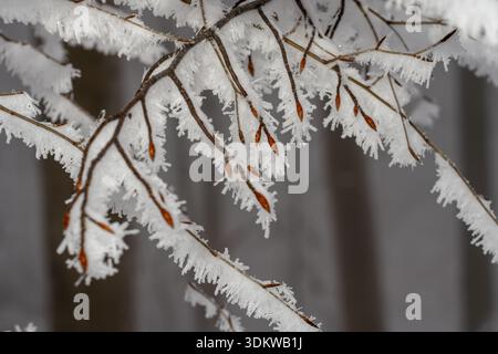 Macro extrême de minuscules bourgeons d'arbre enveloppés dans des cristaux de givre blanc rayonnant. Aiguilles de gel d'hiver cristallin sur les bourgeons d'arbre délicats. Banque D'Images