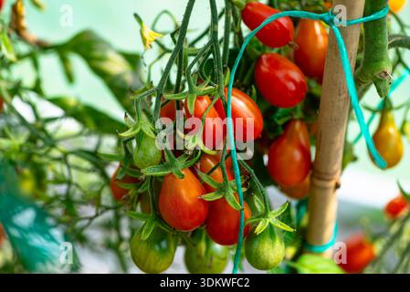 Une serre de jardin faite de papier d'aluminium debout sur l'herbe, avec diverses tomates visibles. Banque D'Images