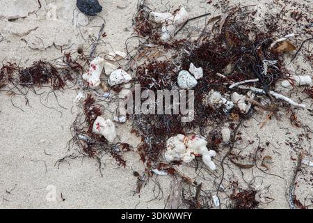 Sur le sable des coquillages Banque D'Images