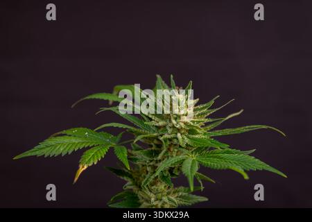 Fleur de marijuana mature variété de reine spéciale avec fond de mur noir Banque D'Images