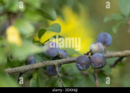Prune sauvage photographiée en Roumanie en août Banque D'Images
