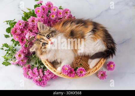 Chaton calico très mignon dans le panier Banque D'Images