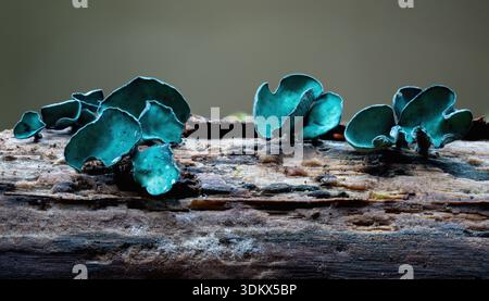 Champignon vert de la coupe d'elfe (Chlorociboria aeruginascens) poussant sur du bois mort. Tipperary, Irlande Banque D'Images