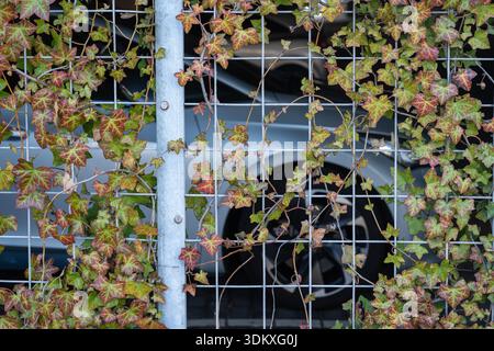 Mur vert vivant avec des plantes grimpantes sur le garage de stationnement de la ville, architecture urbaine durable Banque D'Images