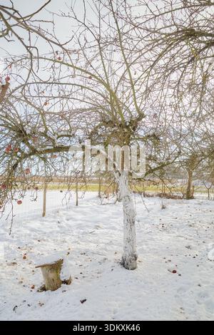 Photo d'un verger de pommiers en hiver. Banque D'Images