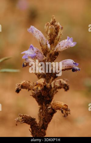 Une photographie verticale en gros plan montrant une plante parasite de balai émergeant d'un sol sablonneux. La tige présente de petites fleurs violettes tubulaires et un b Banque D'Images