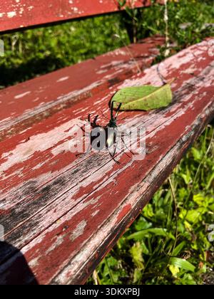 Photo en gros plan d'un coléoptère mâle (famille Lucanidae) reposant sur un banc en bois rouge altéré avec une feuille verte. Animaux sauvages en plein air Banque D'Images