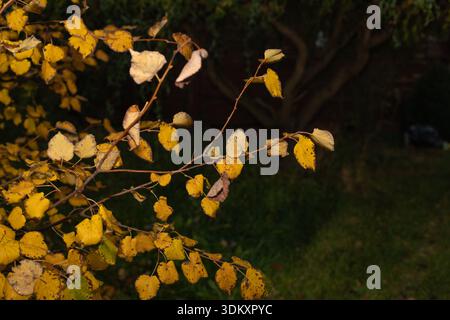 Feuilles d'automne jaunes sur des branches minces avec un fond flou foncé dans la nature Banque D'Images