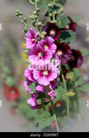 Une collection aux couleurs vives de hollyhocks Alcea rosea poussant sur le bord de la route dans un village du nord du Norfolk, royaume-uni Banque D'Images