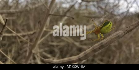 Une araignée de citrouille (araniella cucurbitina) dans sa toile devant des tiges de plantes enchevêtrées dans un champ de maïs, forêt de Thuringe Banque D'Images