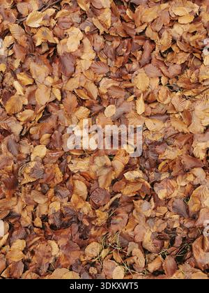 Tas de feuilles d'automne séchées dans différentes nuances de brun comme couverture du sol, parc naturel Frankenwald, Allemagne Banque D'Images