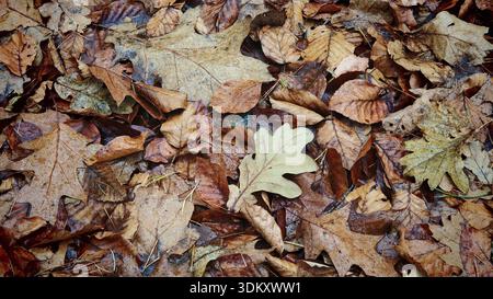 Une variété de feuilles d'automne couvrent le sol de la forêt dans des tons chauds, parc naturel de la forêt franconienne Banque D'Images