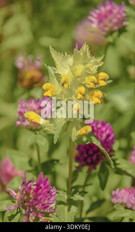 Prairie fleurie avec grand pot à sonnette 'Rhinanthus serotinus' et trèfle rouge 'Trifolium pratense' Banque D'Images